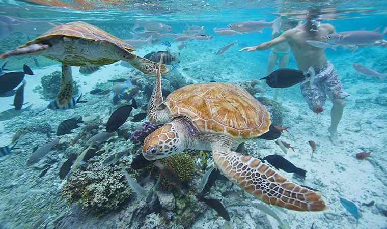 Activitée : plongé avec les tortues